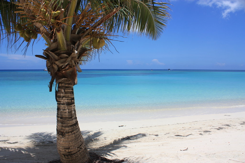 Palm tree in West Bay