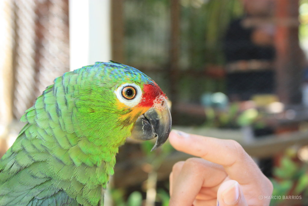 Parrot in Henry Morgan hotel