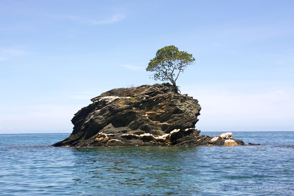 An incredible tree in the rock