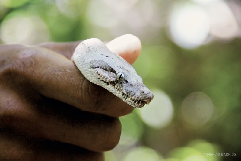 Pink Boa, an endemic specie from Cayos Cochinos Made in Honduras