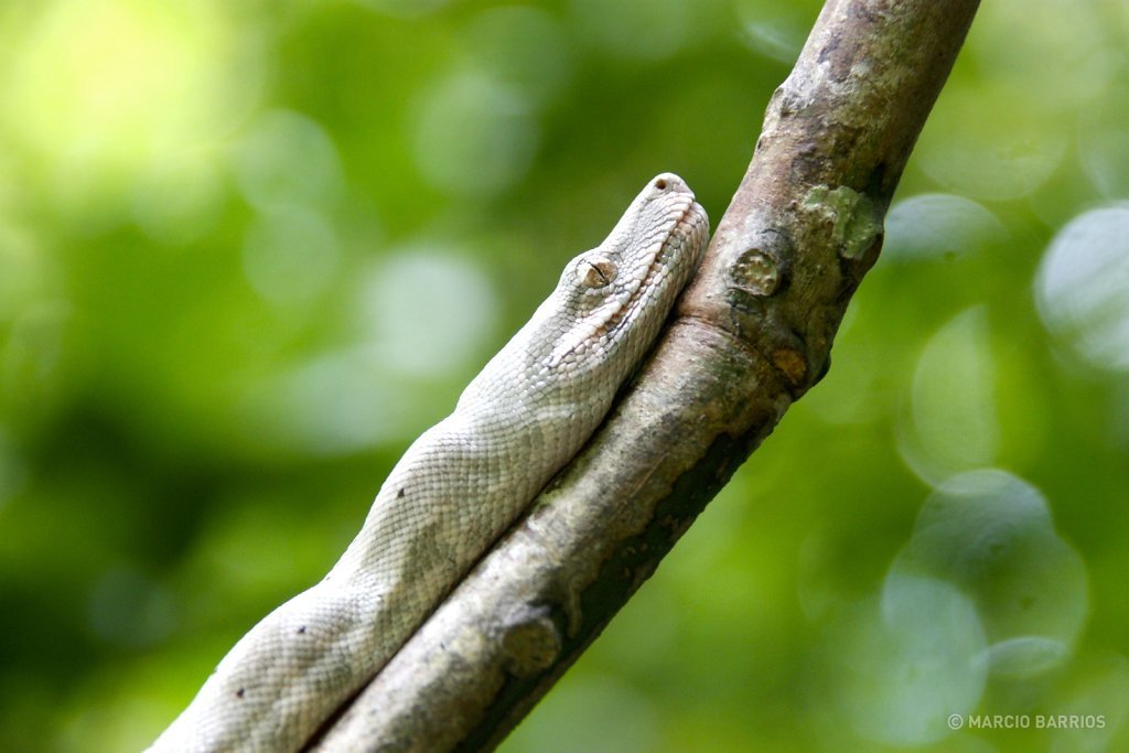 Pink Boa, an endemic specie from Cayos Cochinos