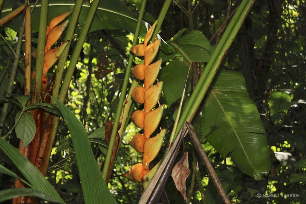 Colorful plant