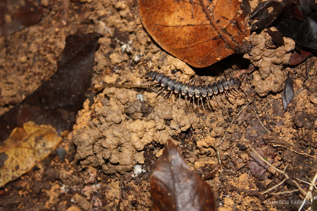 Centipede