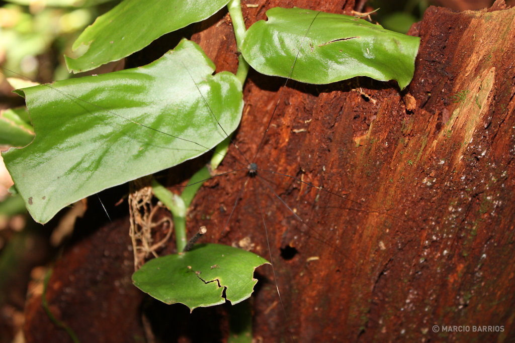 Small long-legs spider