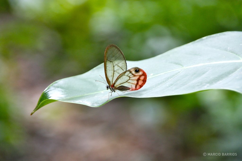 A beautiful butterfly