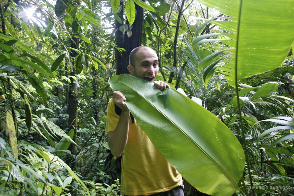 Big leaf