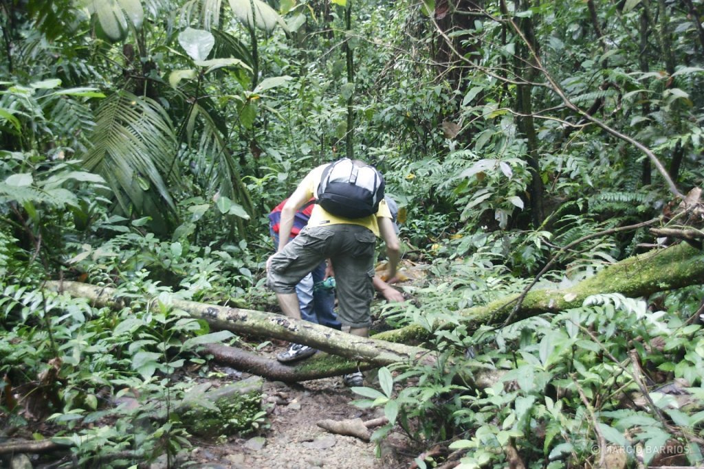 Pico Bonito trail