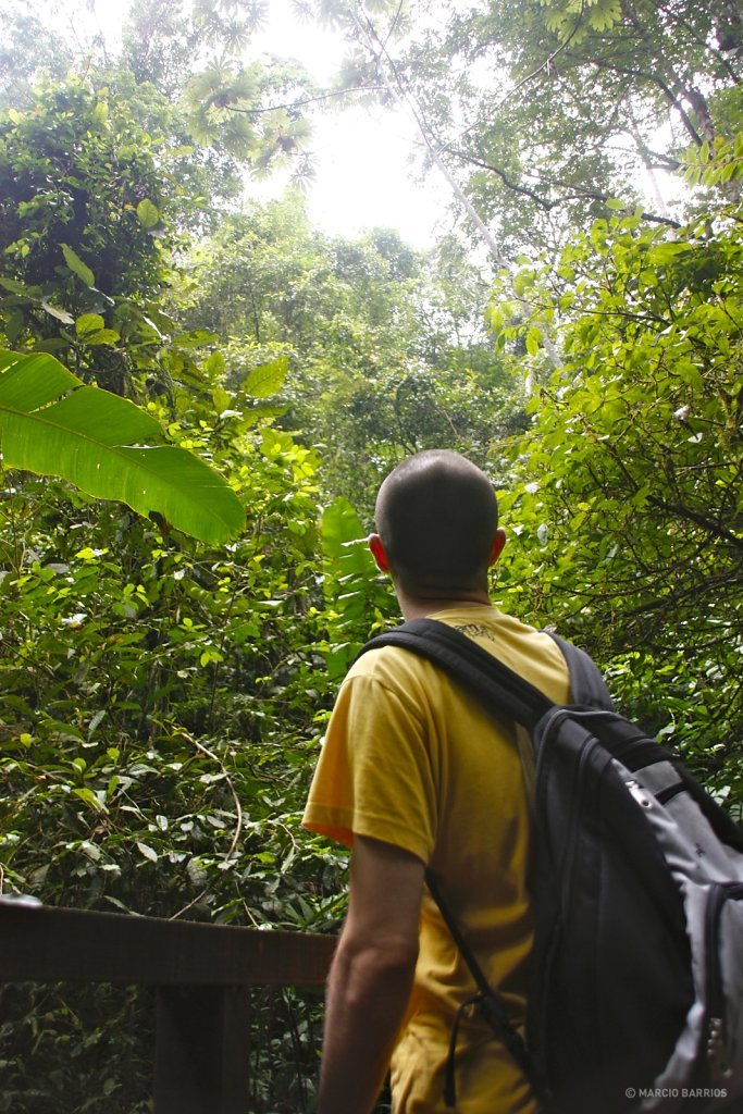 Big trees "fighting" for the sun in the cloud forest