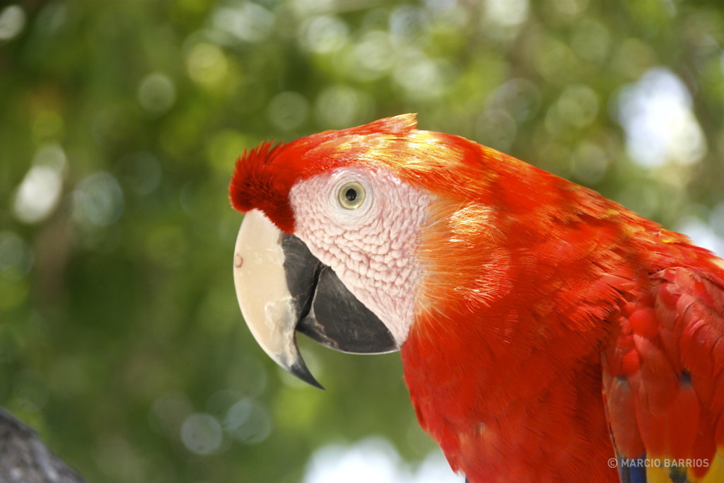 Macaw in Bando beach