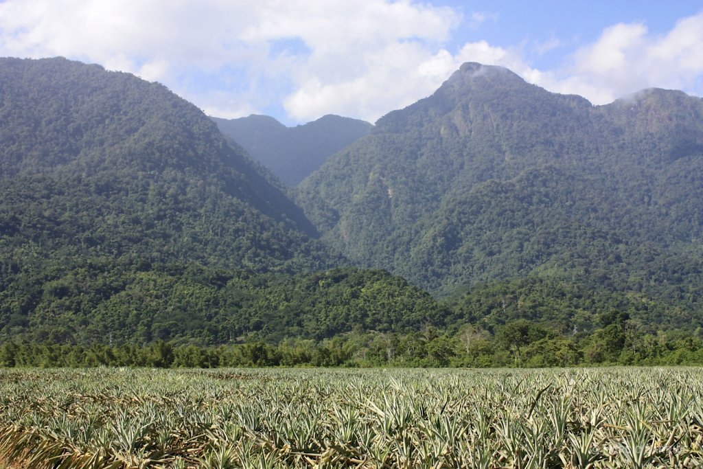 Pineapple plantations and Pico Bonito in the background