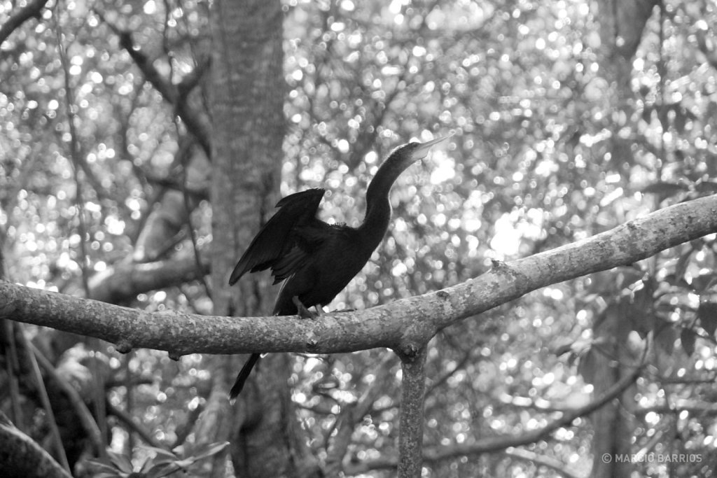 Beautiful bird in Cacao Lagoon