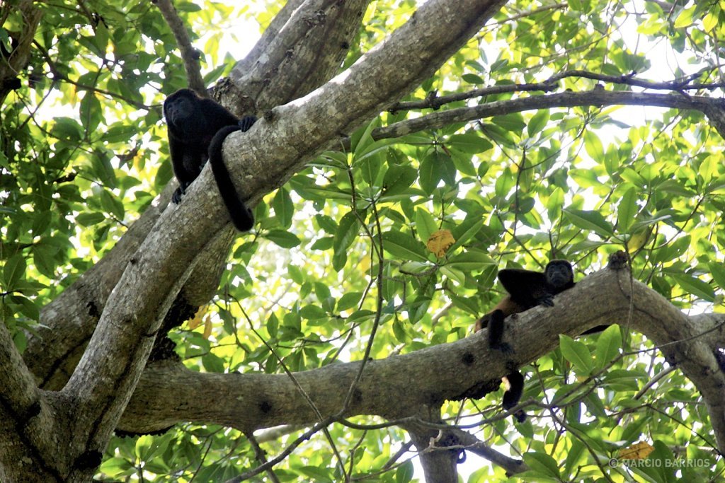 Howler monkey in Cacao Lagoon