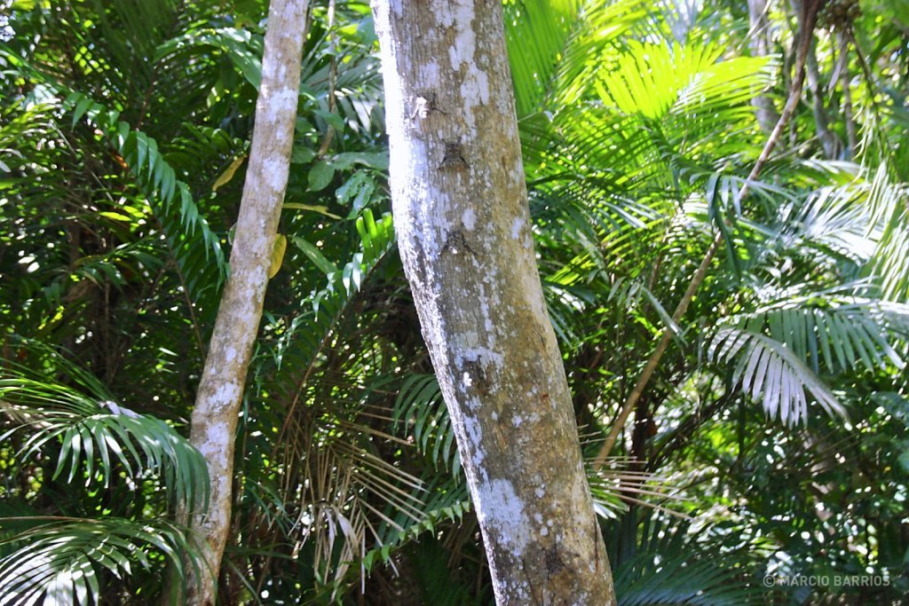 Bats in Cacao Lagoon