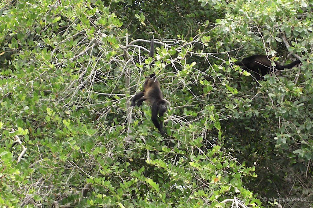 Howler monkeys