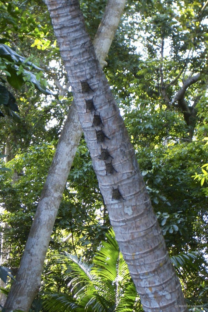 Bats resting