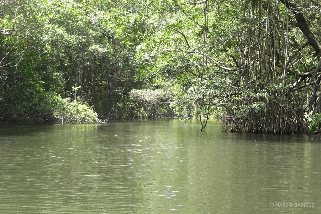 Mangroves