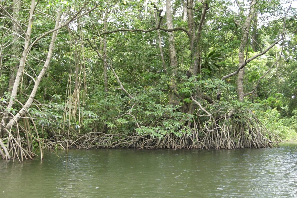 Mangroves