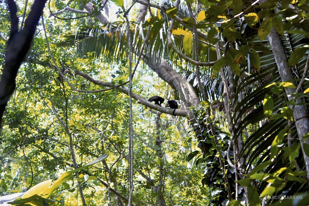 Howler monkeys