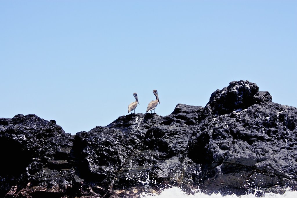 Pelicans