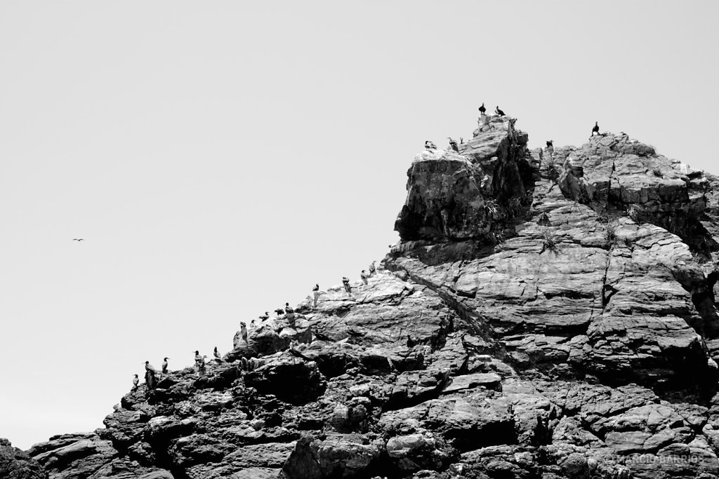 Long line of birds on top of a big rock