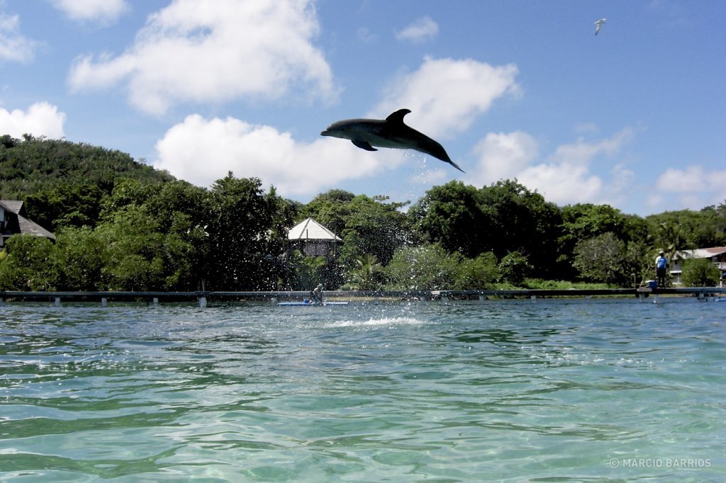 Dolphin in Anthony's key