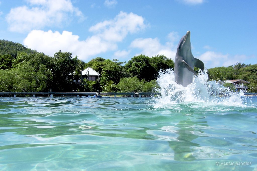 Dolphin in Anthony's key