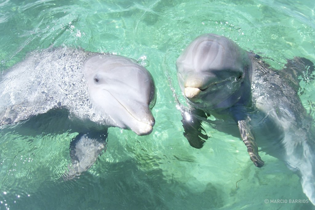 A couple of friendly dolphins in Anthony's key