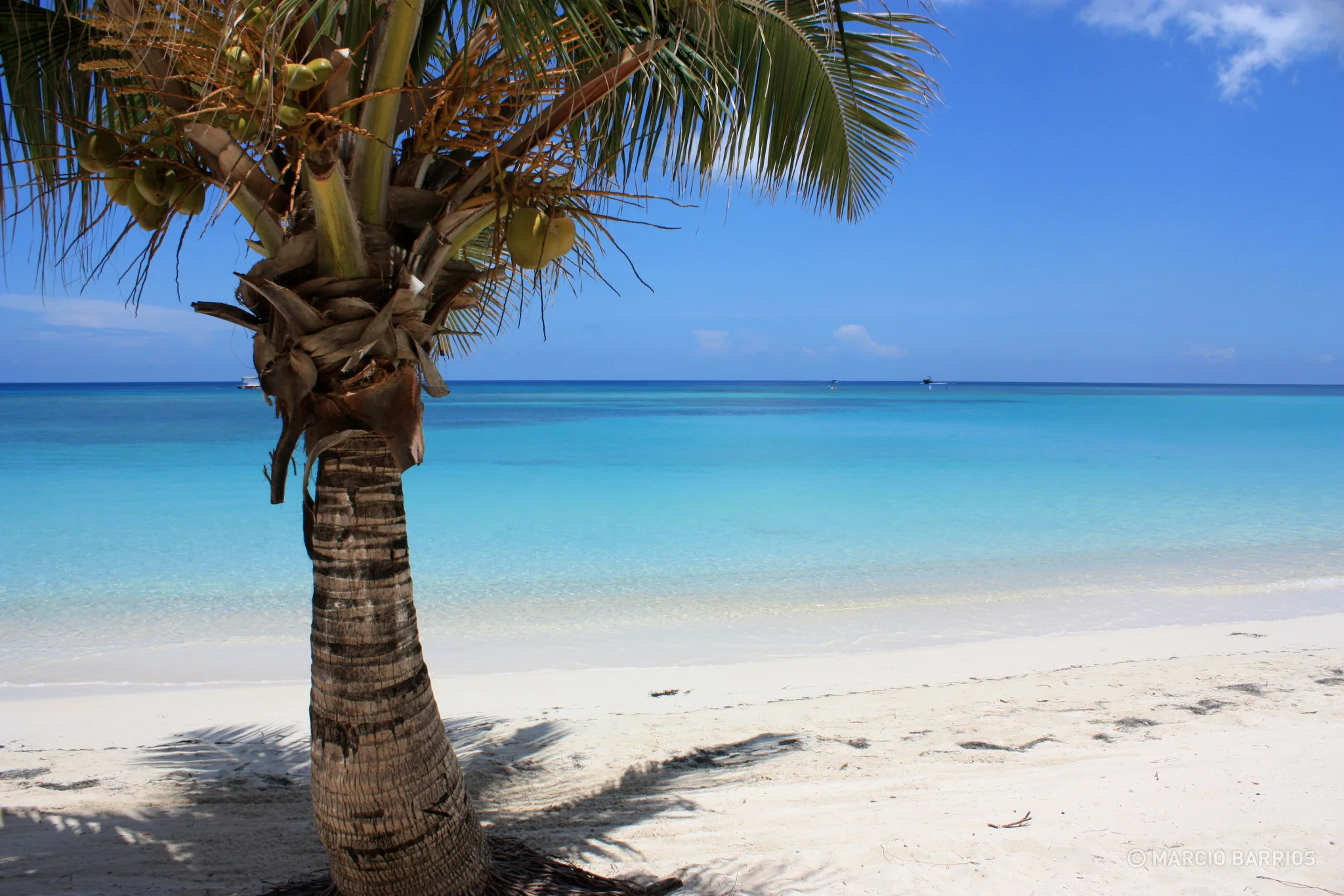 Palm tree in West Bay