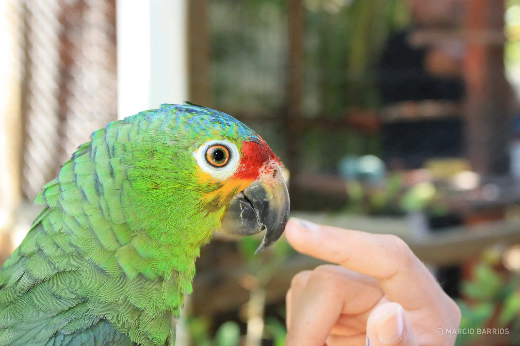 Parrot in Henry Morgan hotel