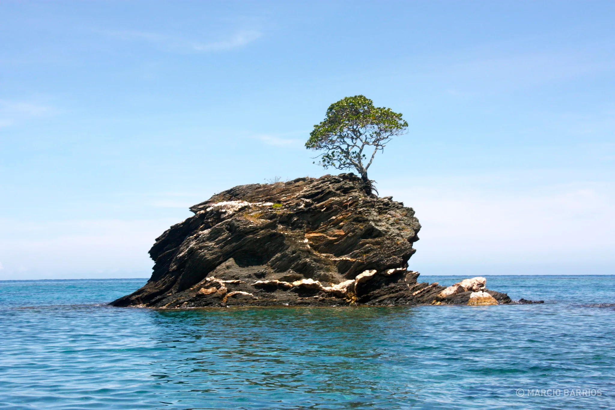 An incredible tree in the rock