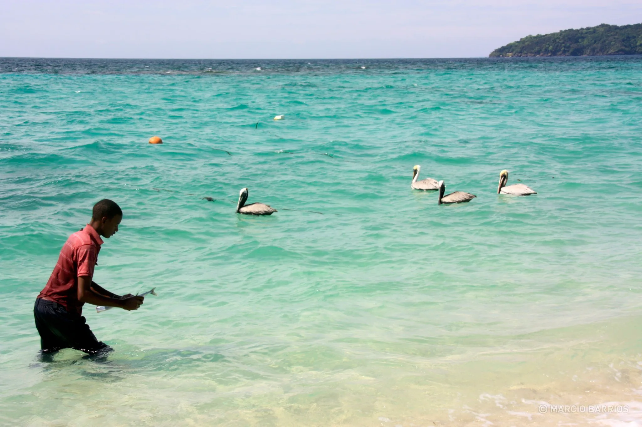 Garifuna boy feeding a group of pelicans in Chachauate