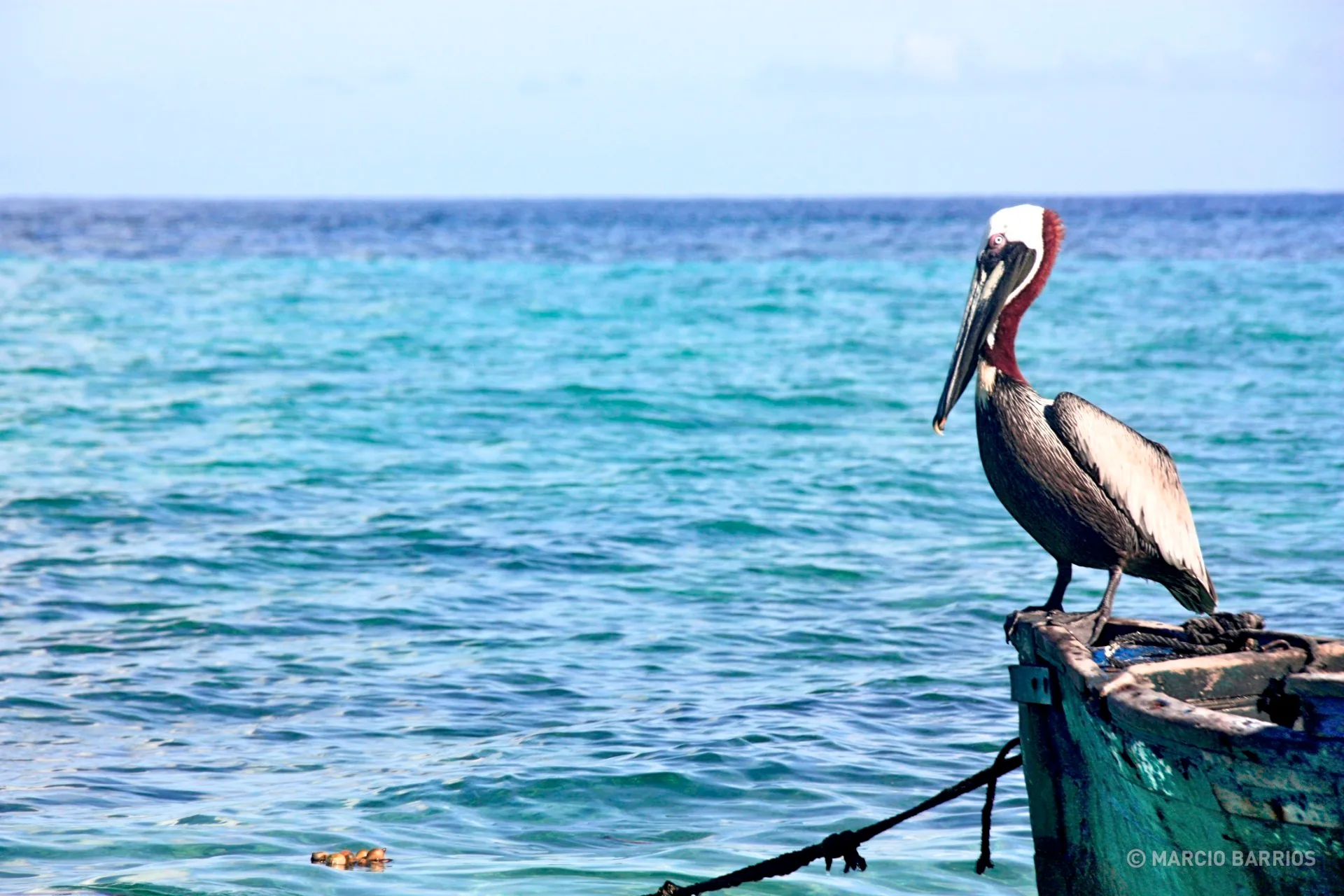 Pelican in Chachauate