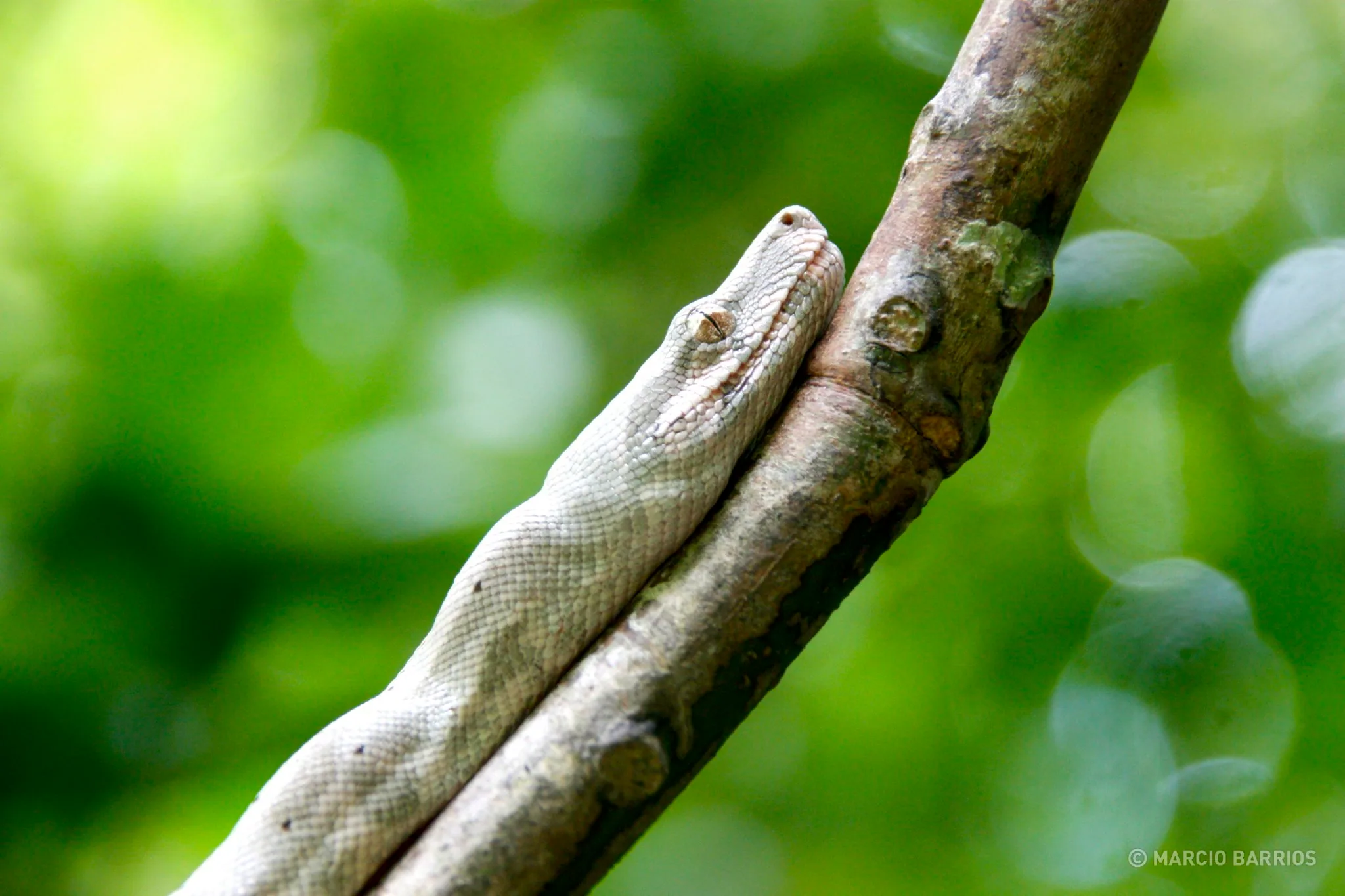 Pink Boa, an endemic specie from Cayos Cochinos