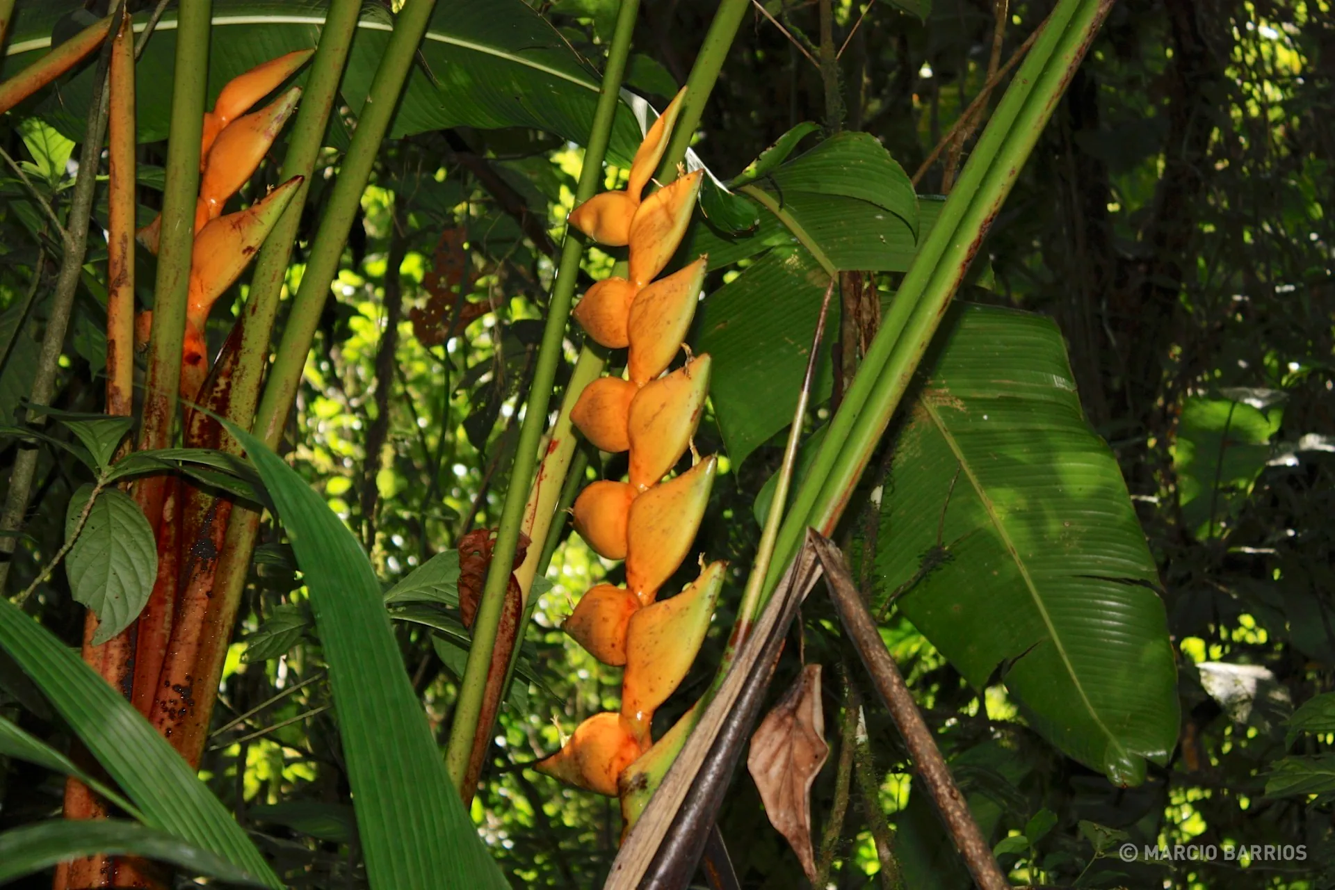 Colorful plant