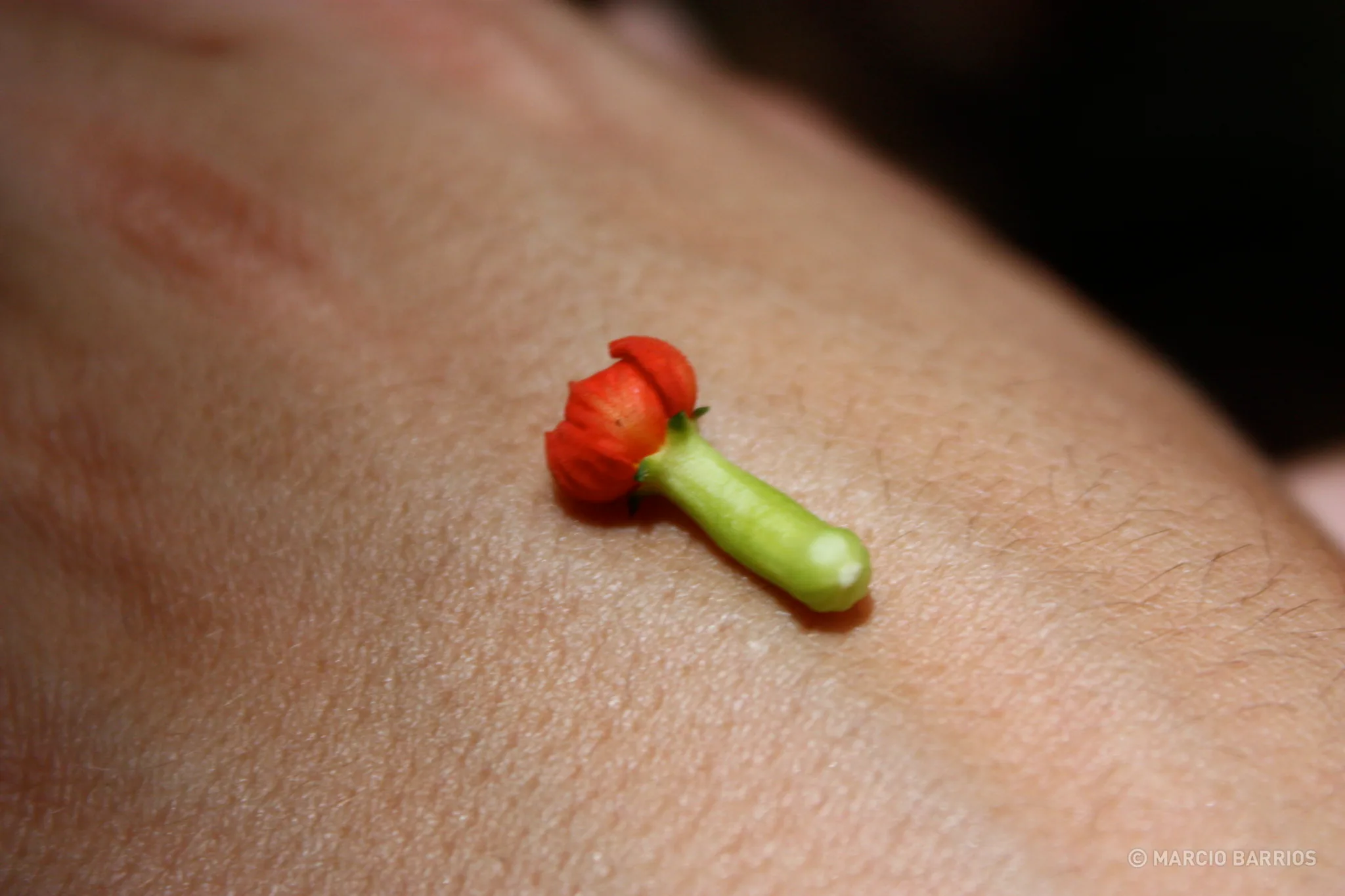 Tiny flower