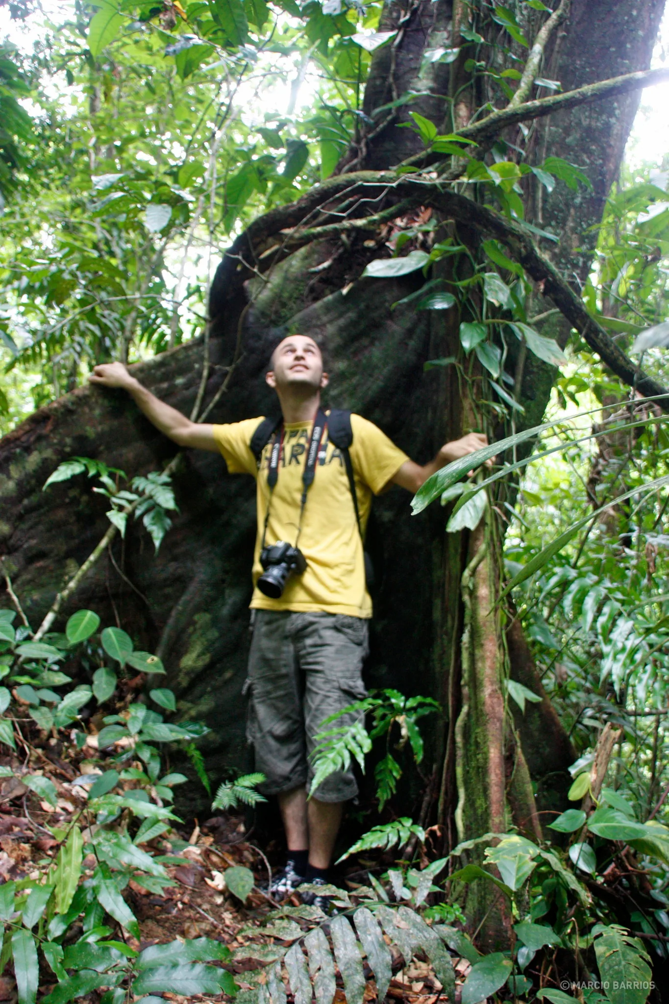 A big and long tree