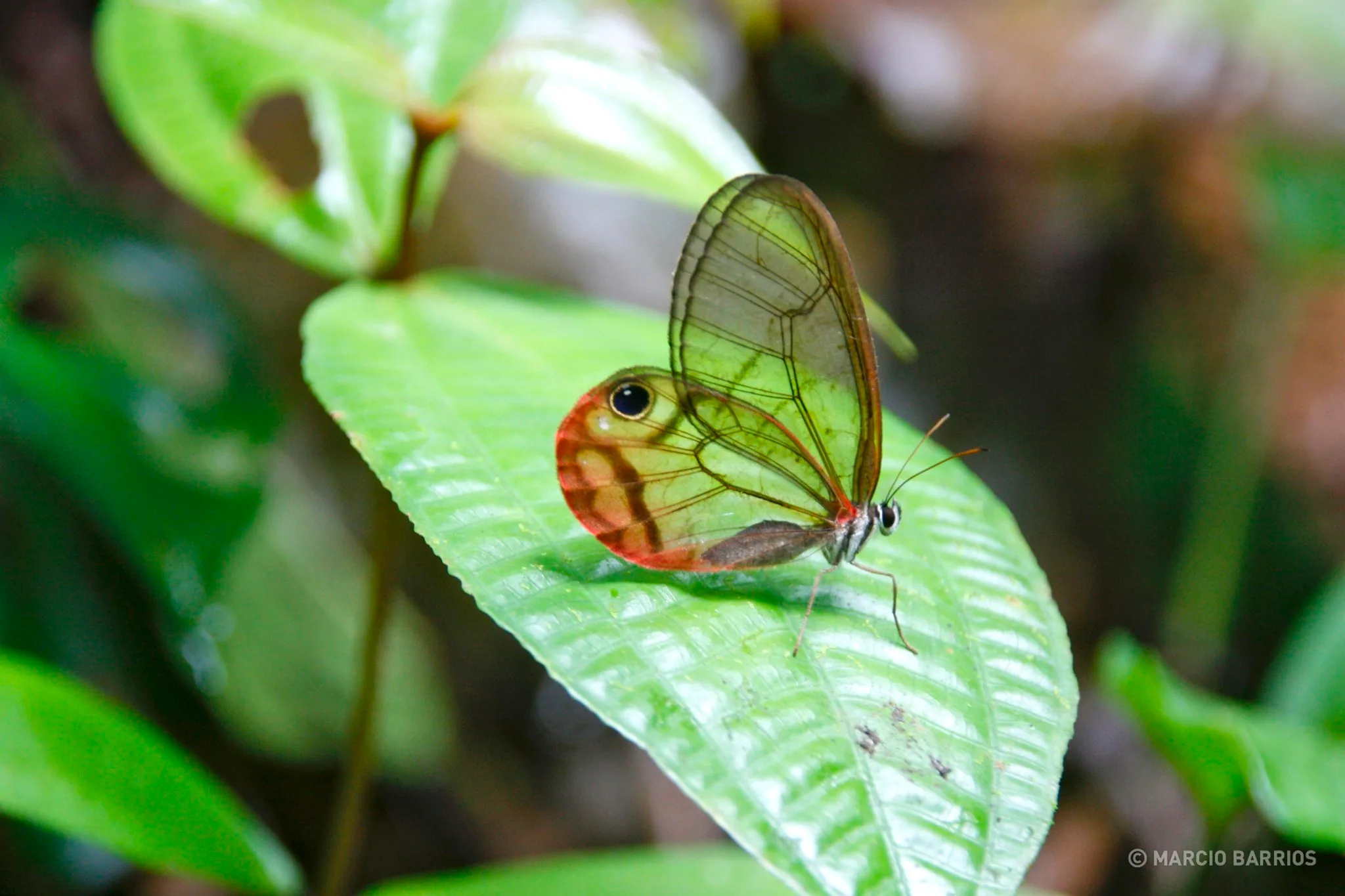A beautiful butterfly