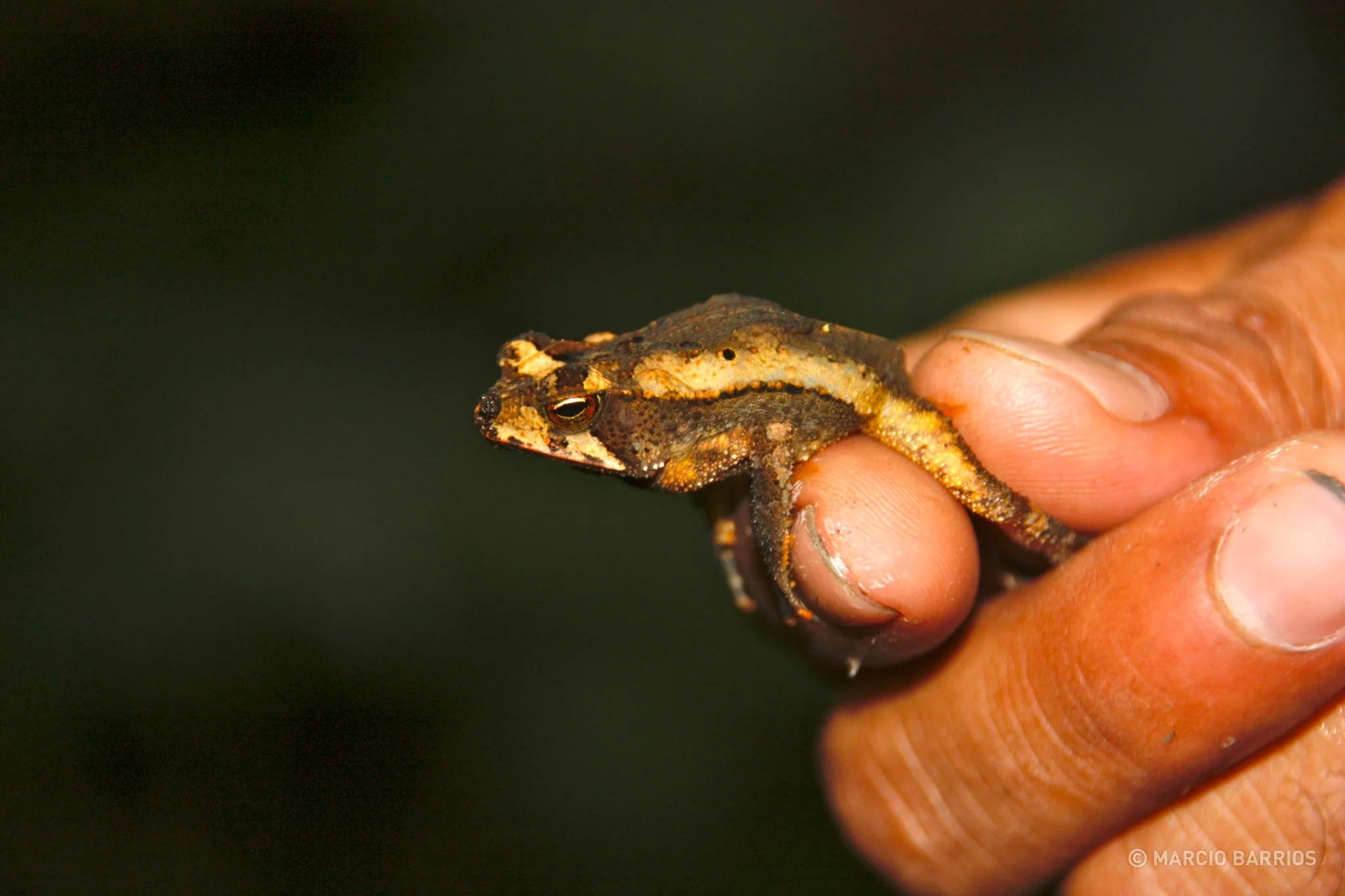 Small frog