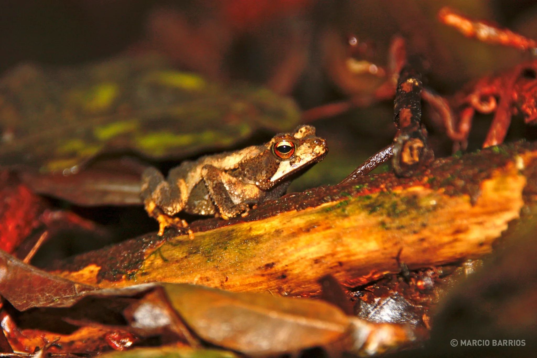 Frog