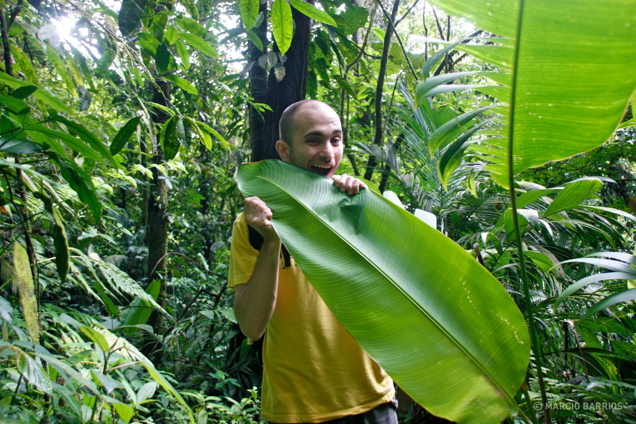 Big leaf