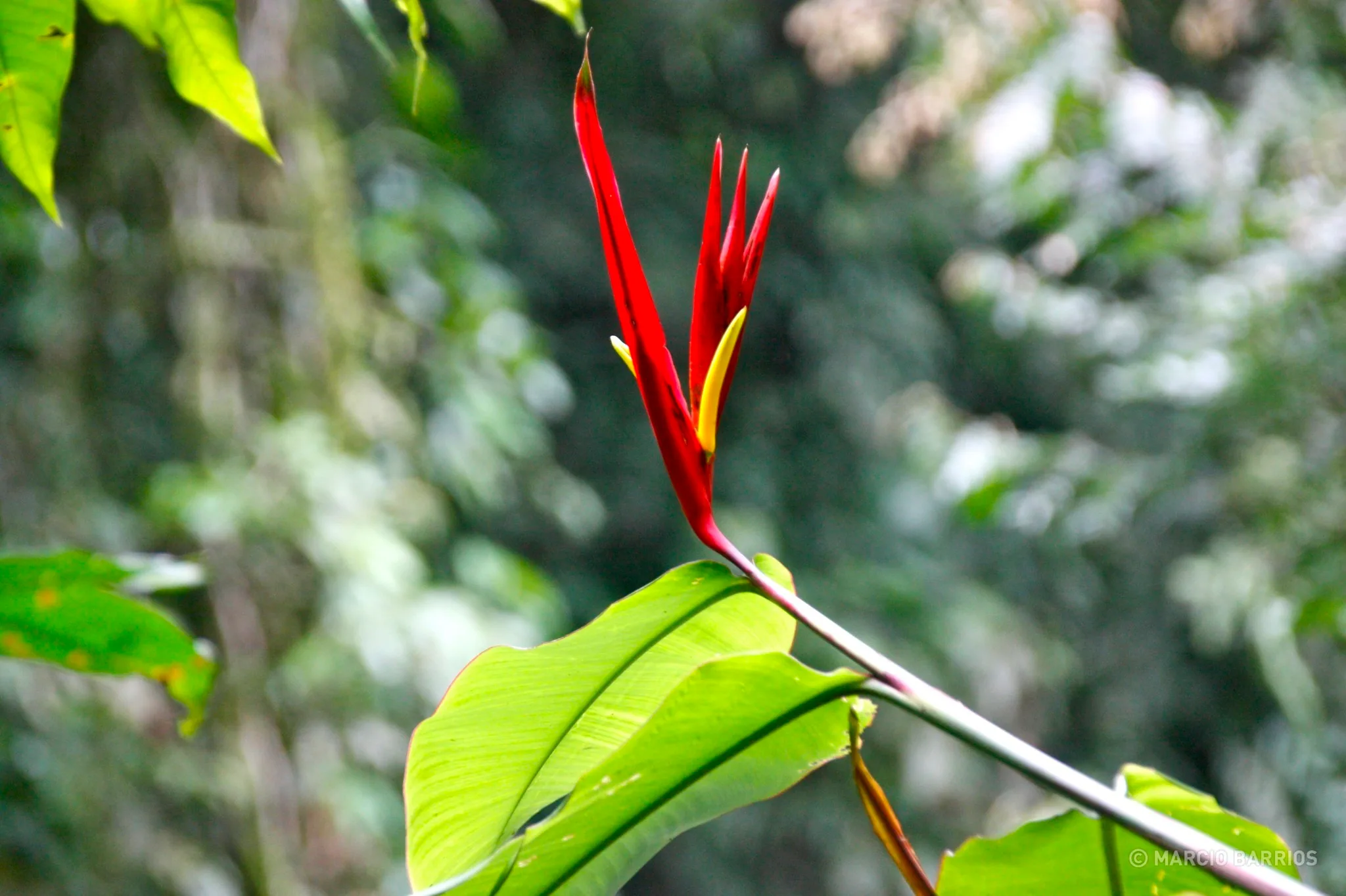 Bird of Paradise plant