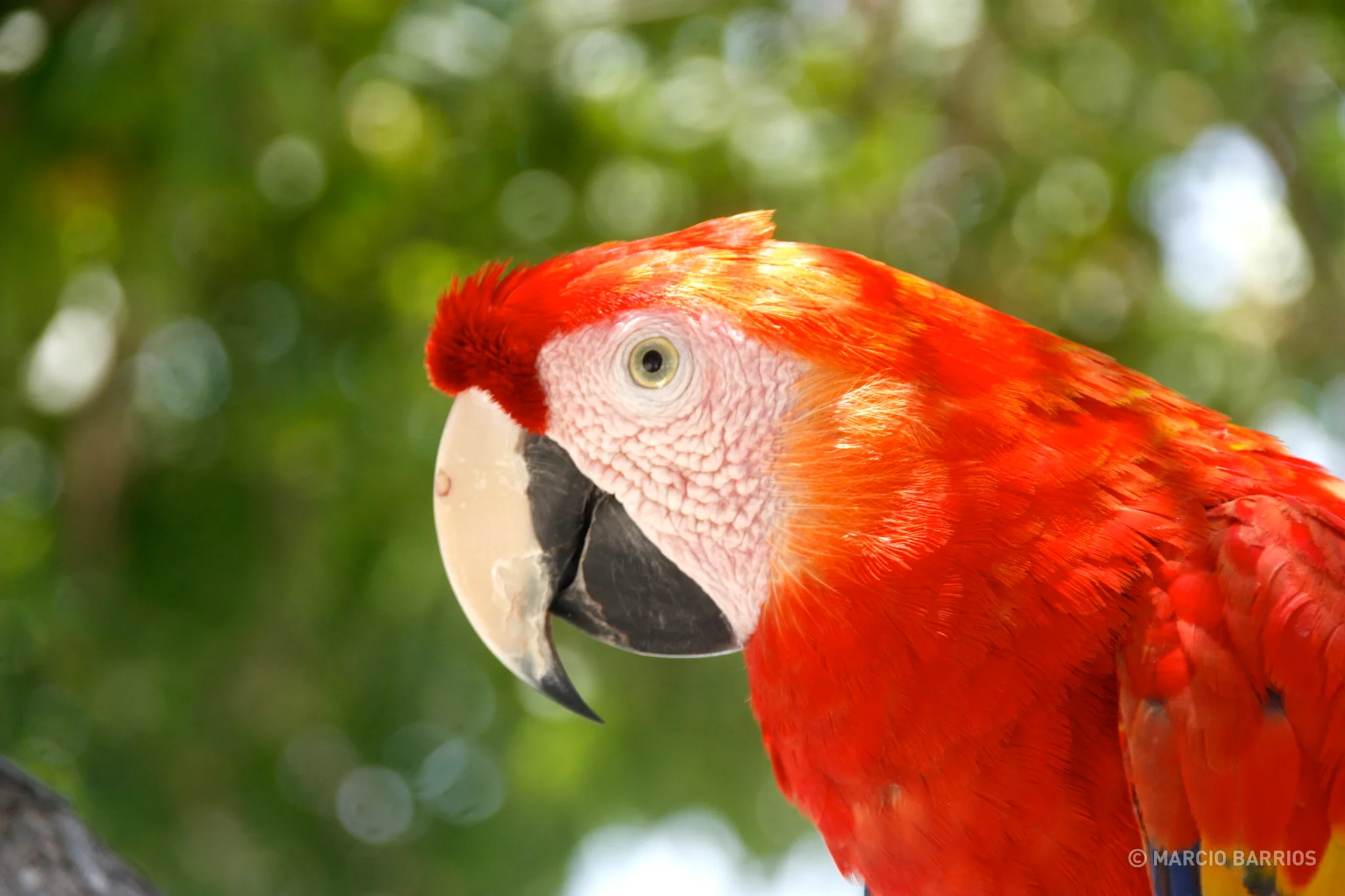 Macaw in Bando beach