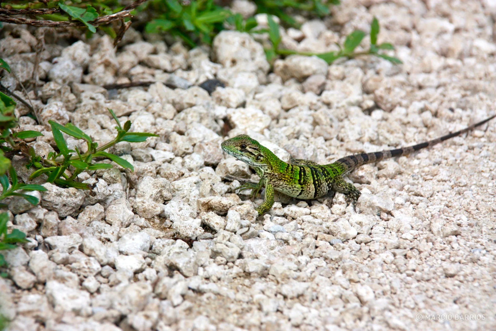 Lizard