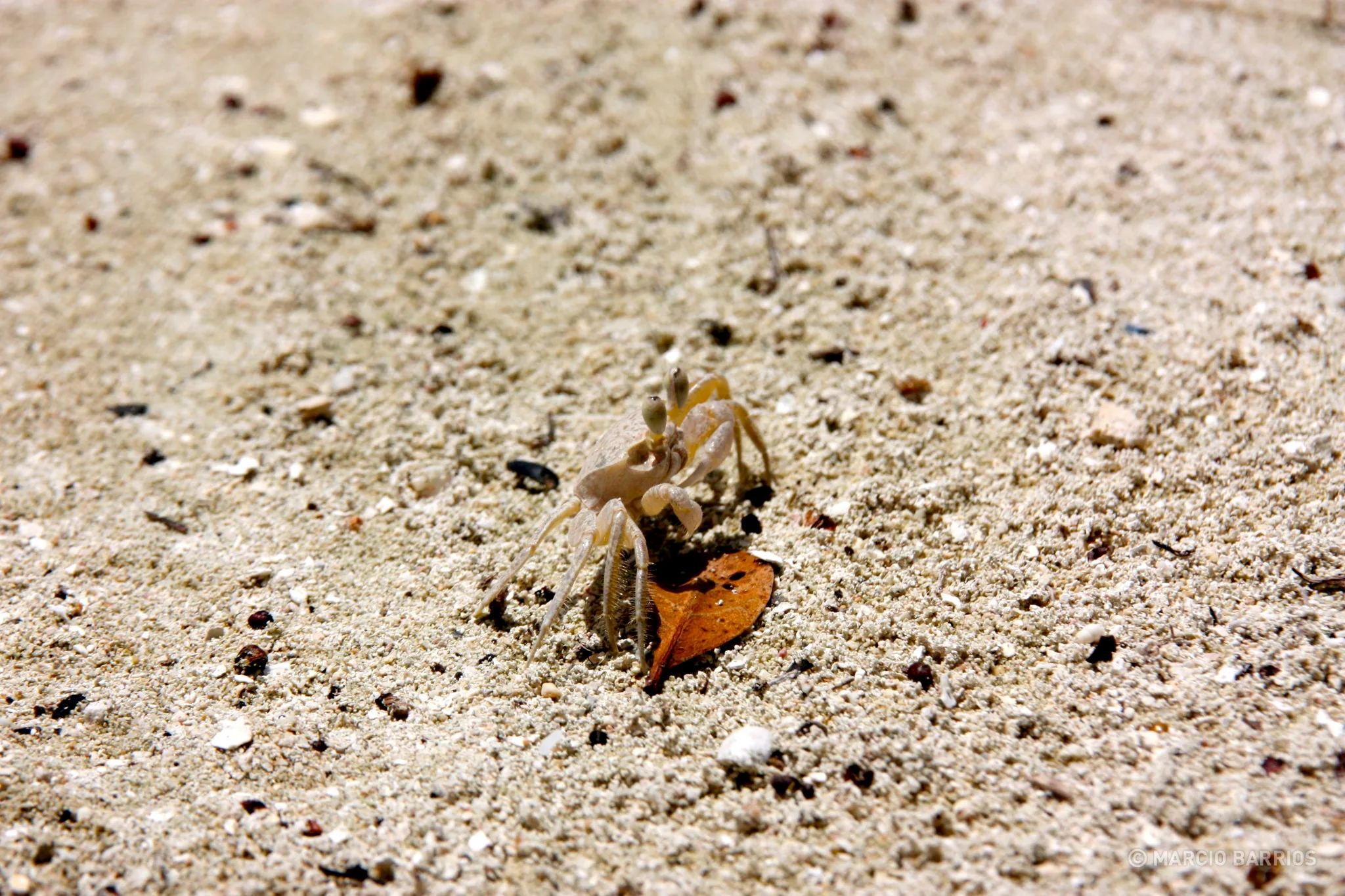 Small crab in Bando beach