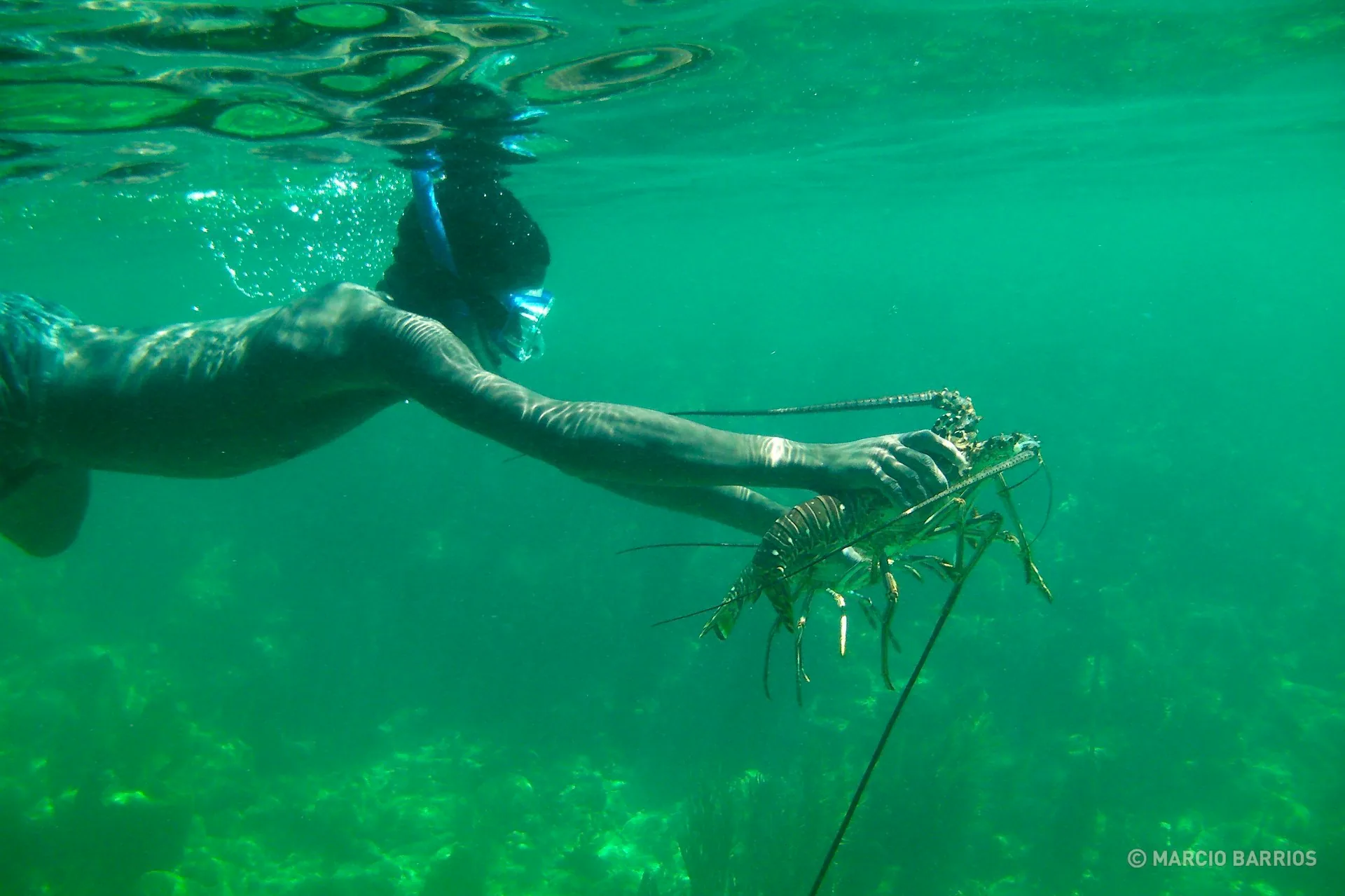 Garifuna boy fishing two lobsters