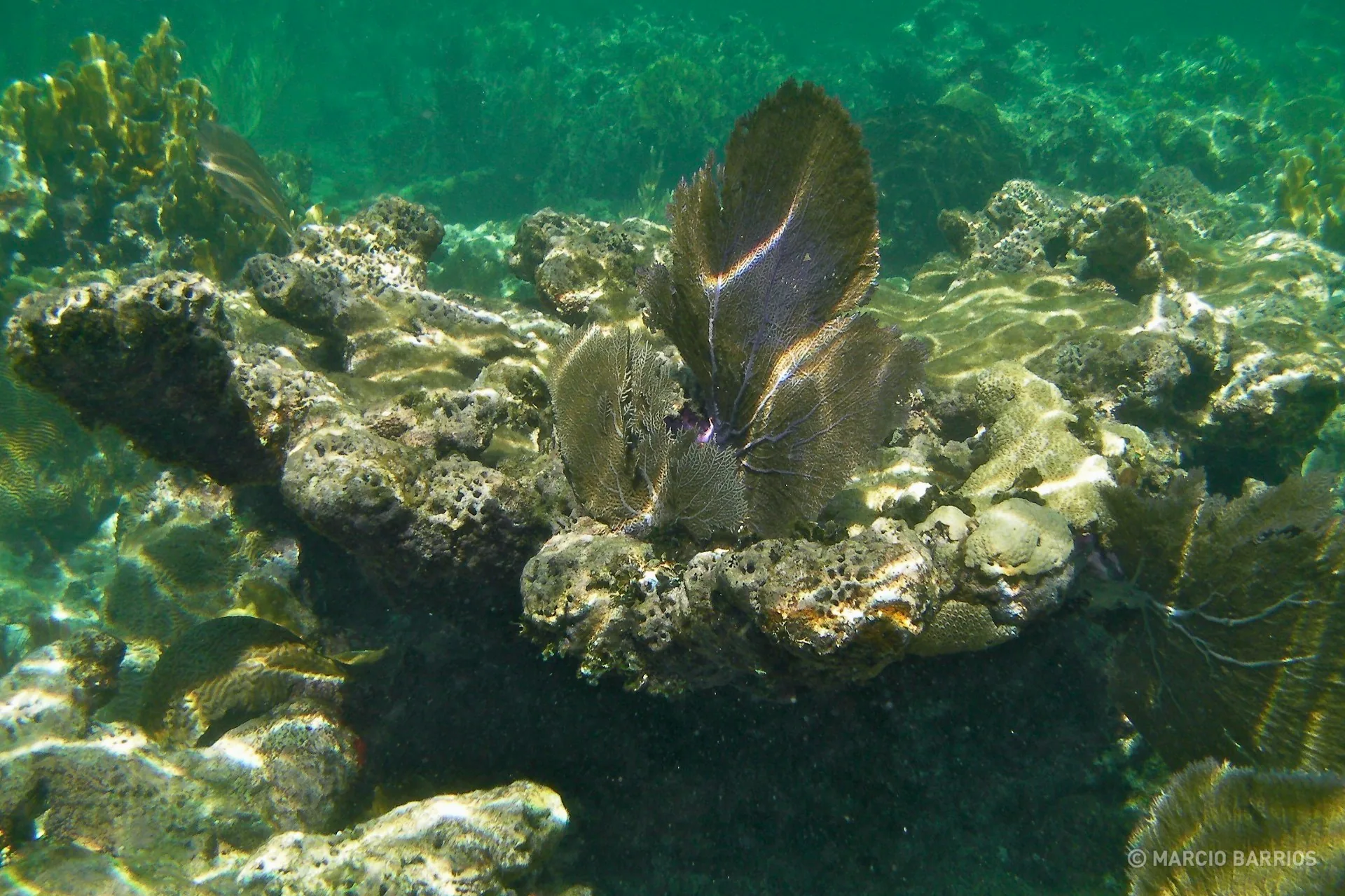 Coral reef around Chachauate