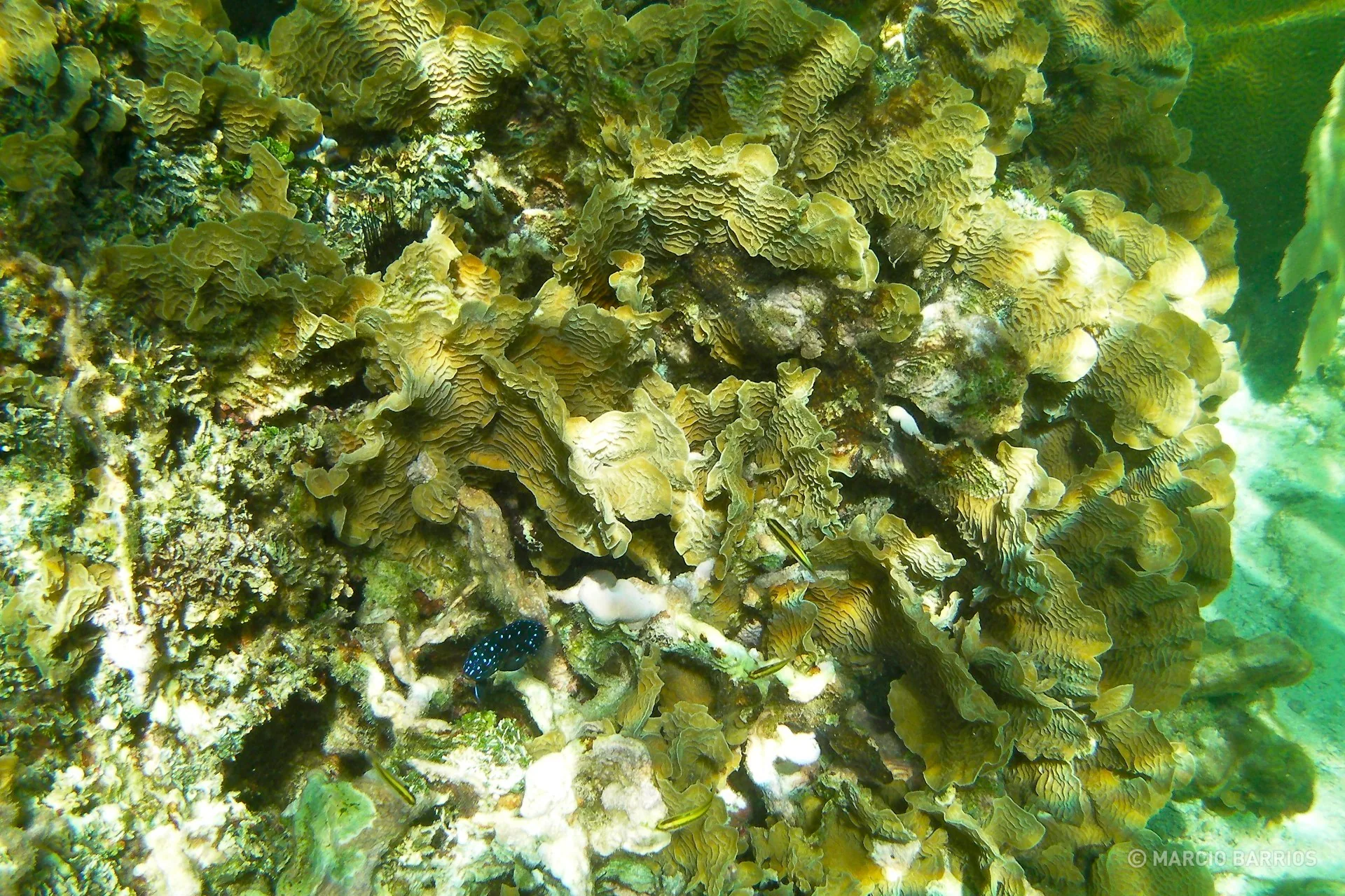 Coral reef around Chachauate