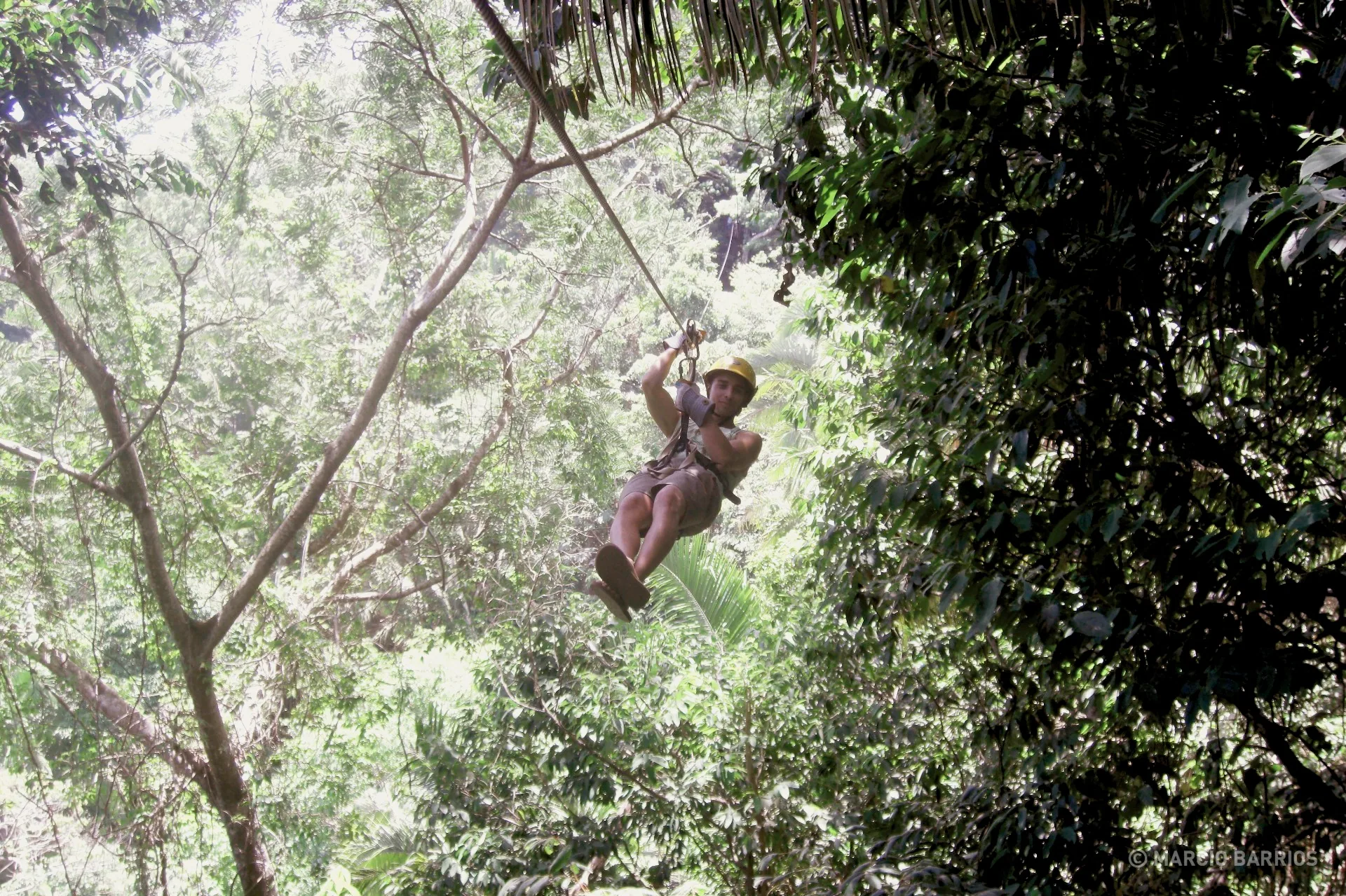 Canopy in Glenda's Paradise