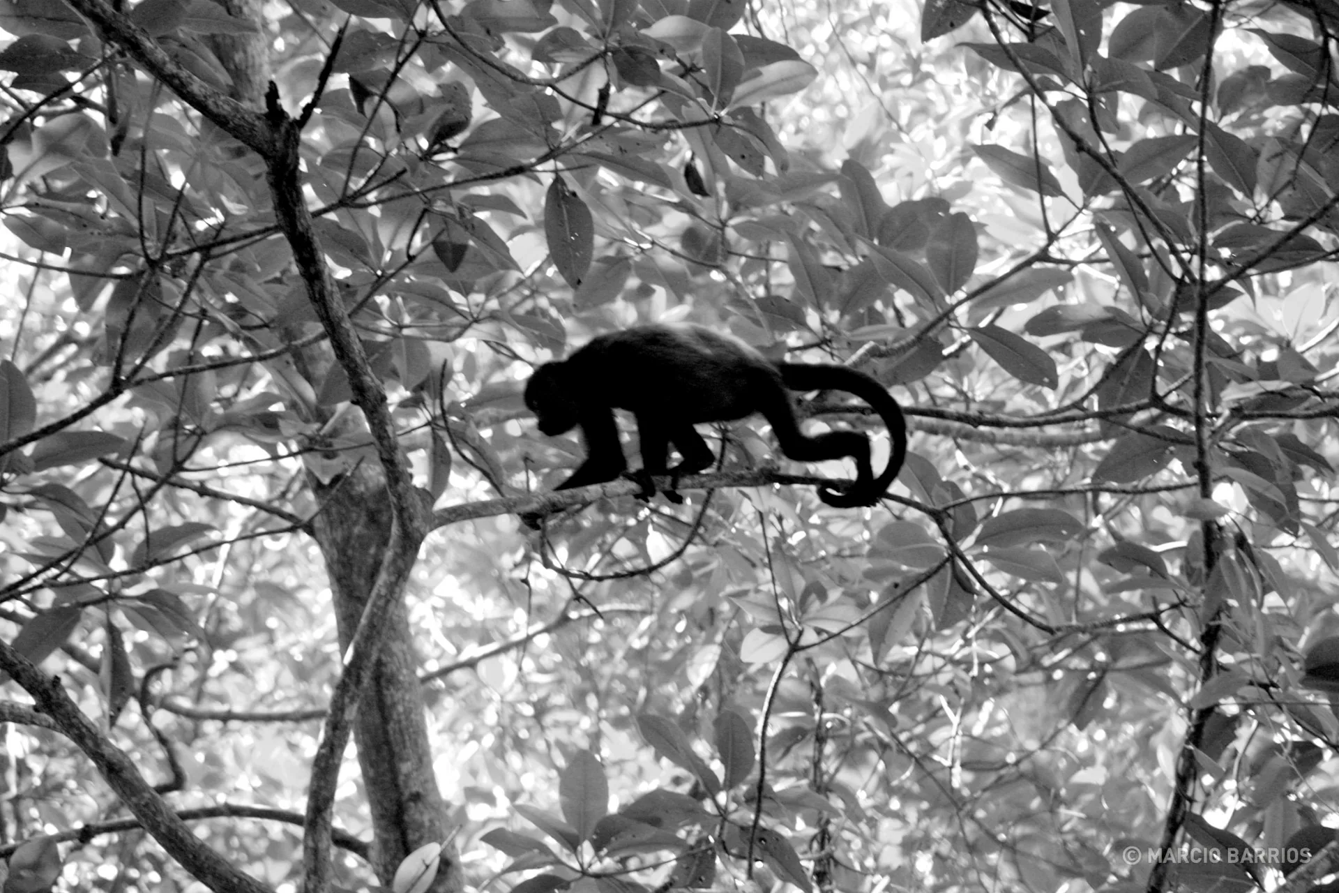 Howler monkey in Cacao Lagoon