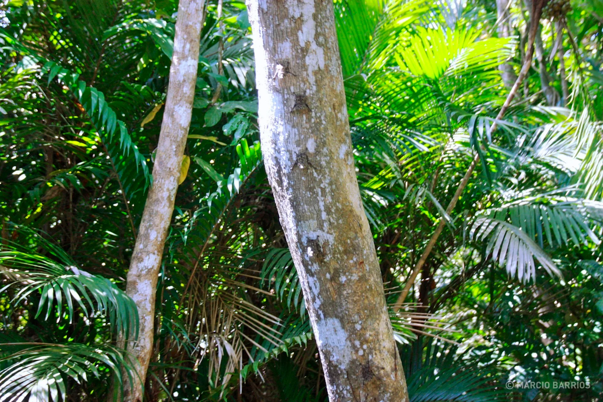 Bats in Cacao Lagoon